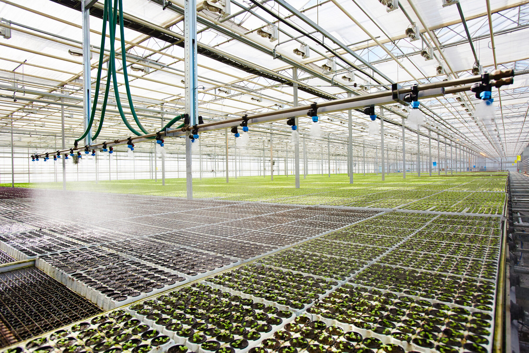 A water sprayer sprays seedling in a large commercial greenhouse.