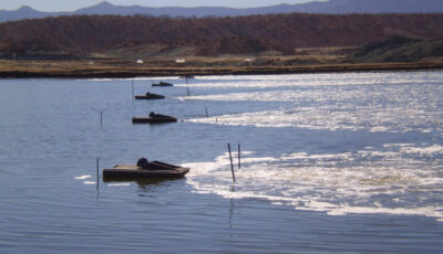 Aquaculture aeration solutions are deployed in a pond consisting of five amphibious aeration vehicles drawing lines across the pond from right to left creating a wake from their path.