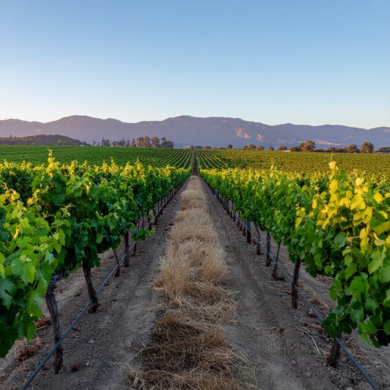 View of California Vineyard