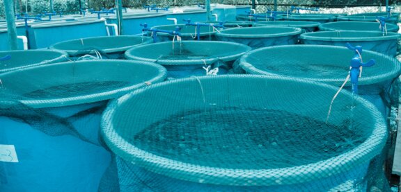 Row of circular blue fish tanks covered with nets, connected by white piping in an outdoor aquaculture setup.