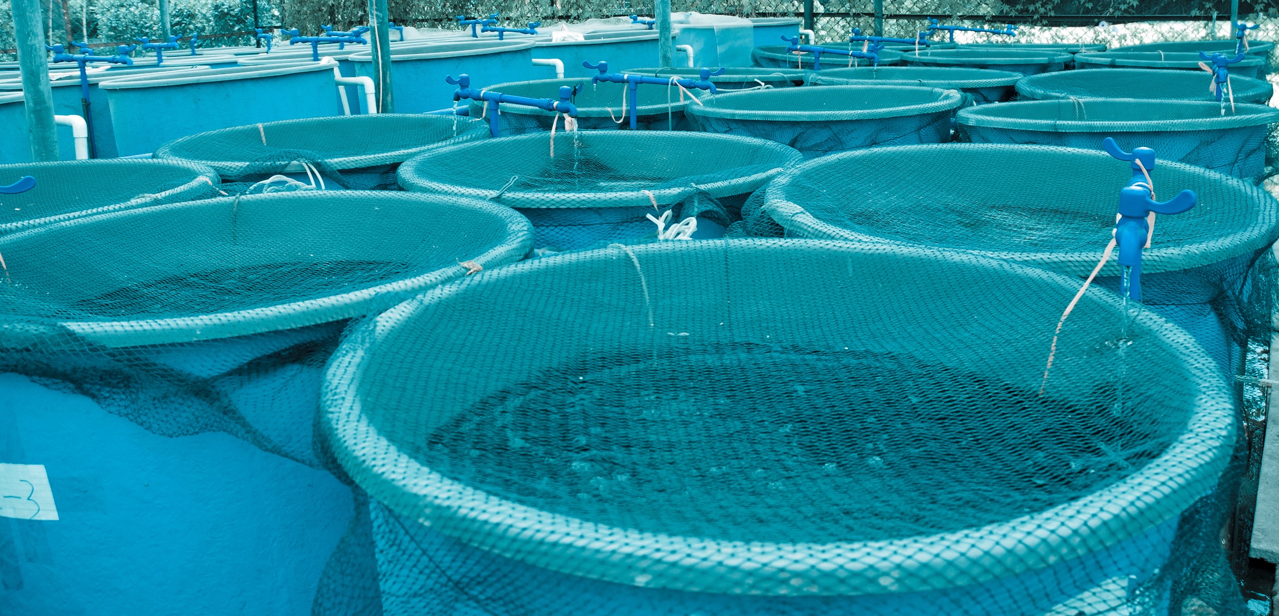 Row of circular blue fish tanks covered with nets, connected by white piping in an outdoor aquaculture setup.
