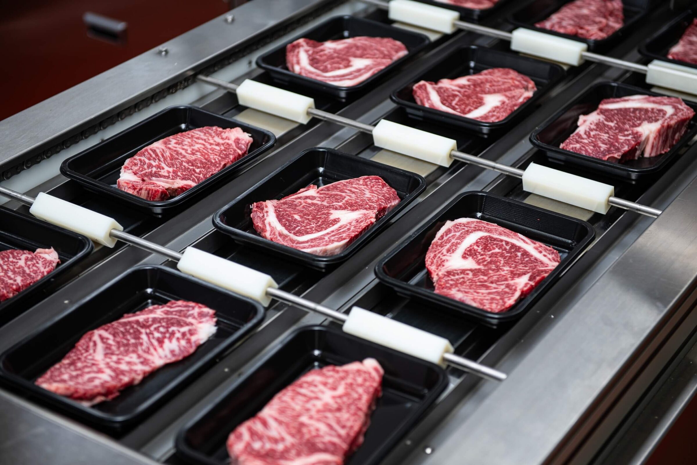 Rows of marbled raw beef steaks in black trays moving along a stainless steel conveyor belt.
