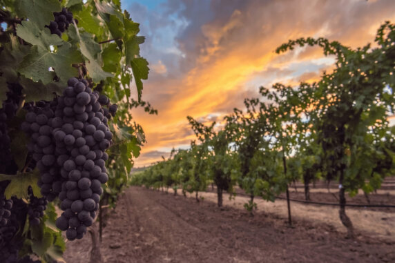Close-up of dark grape bunches hanging from a vine in a vineyard at sunset.